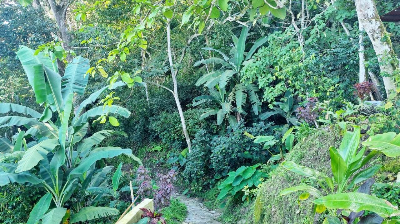 Minca Sintropia - Sustainable Lodge & Organic Coffee Finca Buitenkant foto